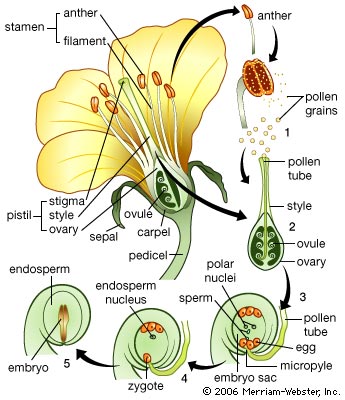 flowering plant